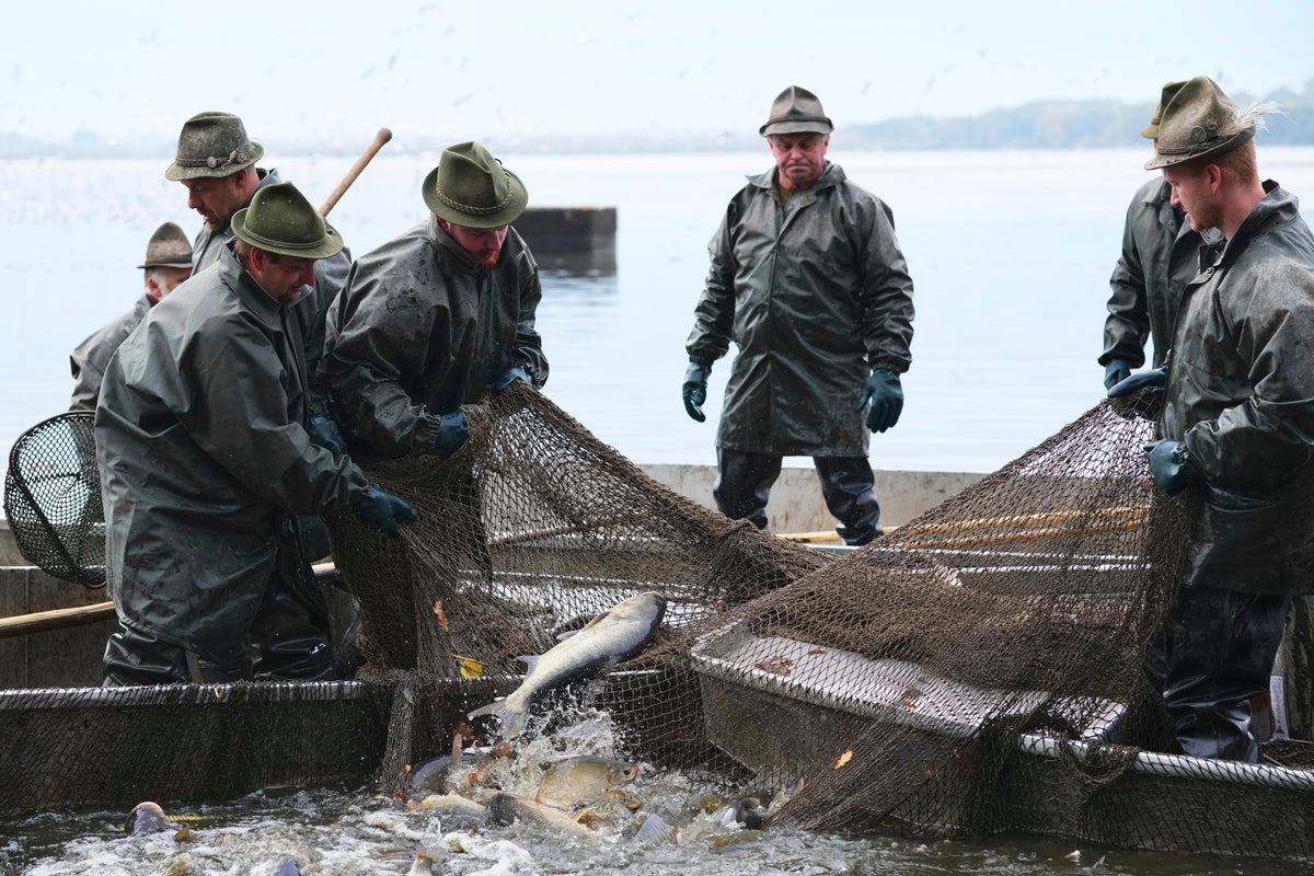 Czech fishermen gather to catch fish destined for traditional Christmas meal