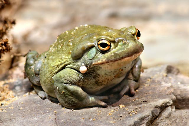 <p>Licking a Sonoran Desert toad is extremely dangerous because of the psychoactive toxin it secretes</p>