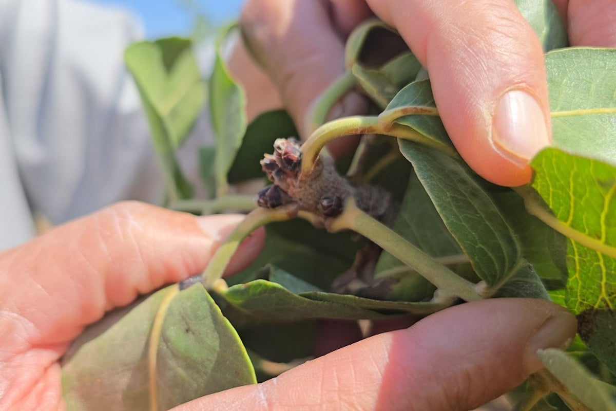 Pistachio farms in Syria survived the war - only to be hit by climate change