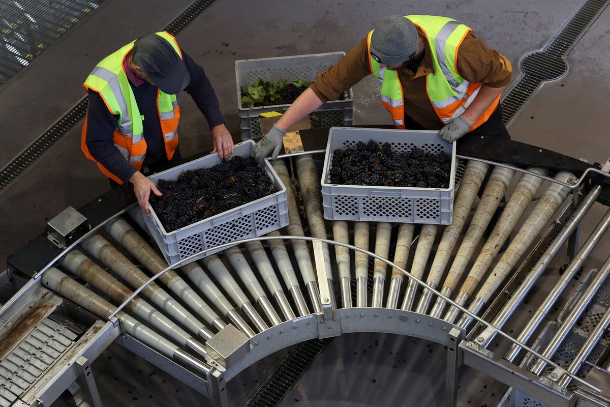 English wine looks to take the world after warmest summer on record