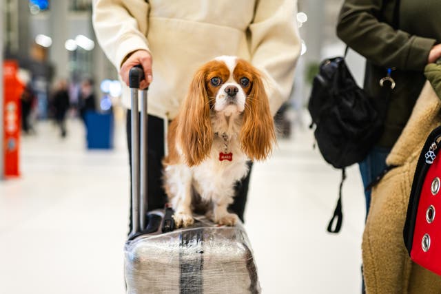 <p>Pets are not passengers, says the European Court of Justice </p>