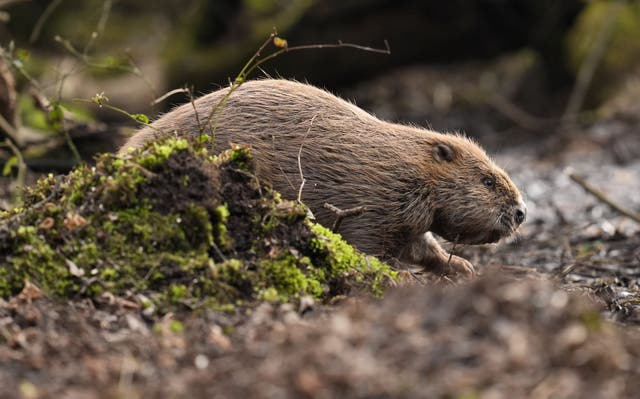 <p>Beavers, recently reintroduced to England, could come in scope of the proposed measures, conservationists warn </p>