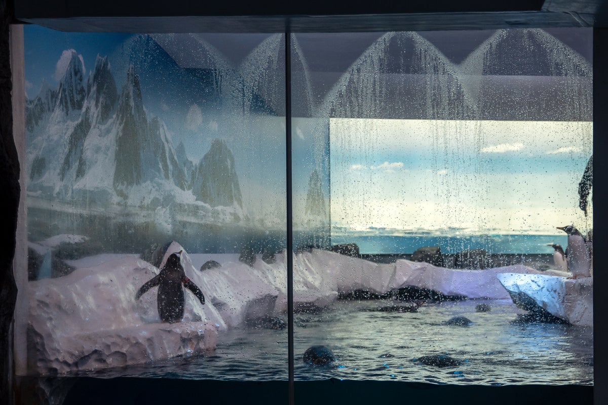 Sea Life confirms controversial London penguin exhibit closure date after backlash