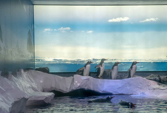 <p>Members of Parliament from across the political spectrum have co-signed an open letter, demanding an immediate review into the welfare conditions of the penguins.</p>