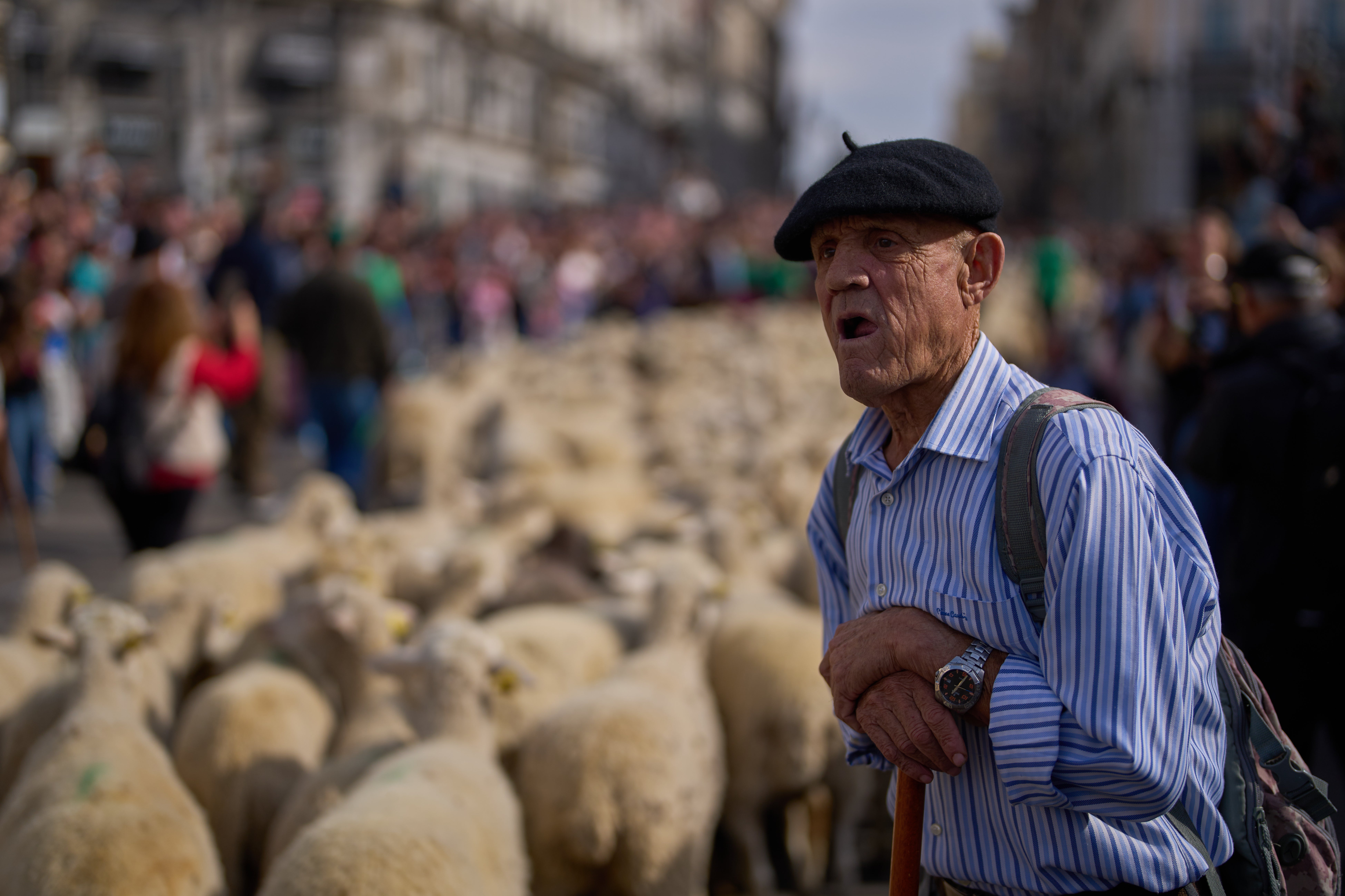 Spain Sheep Crossing