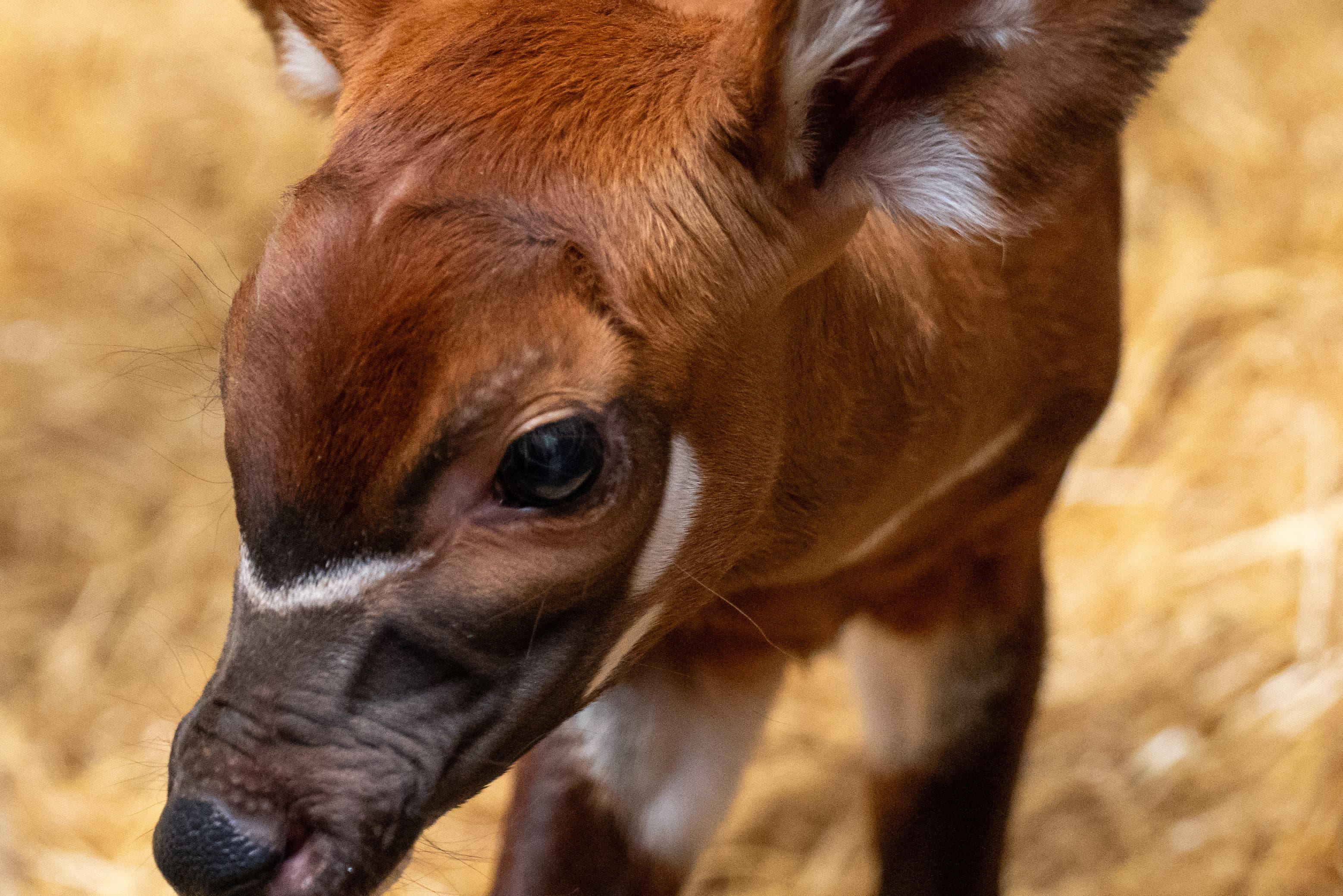 The female eastern mountain bongo calf was born at Woburn Safari Park (Woburn Safari Park/PA)