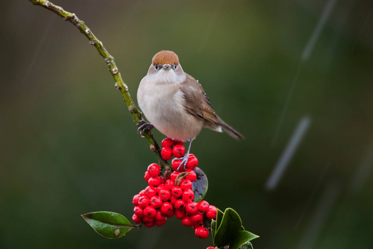 Berries which will make your garden a magnet for birds