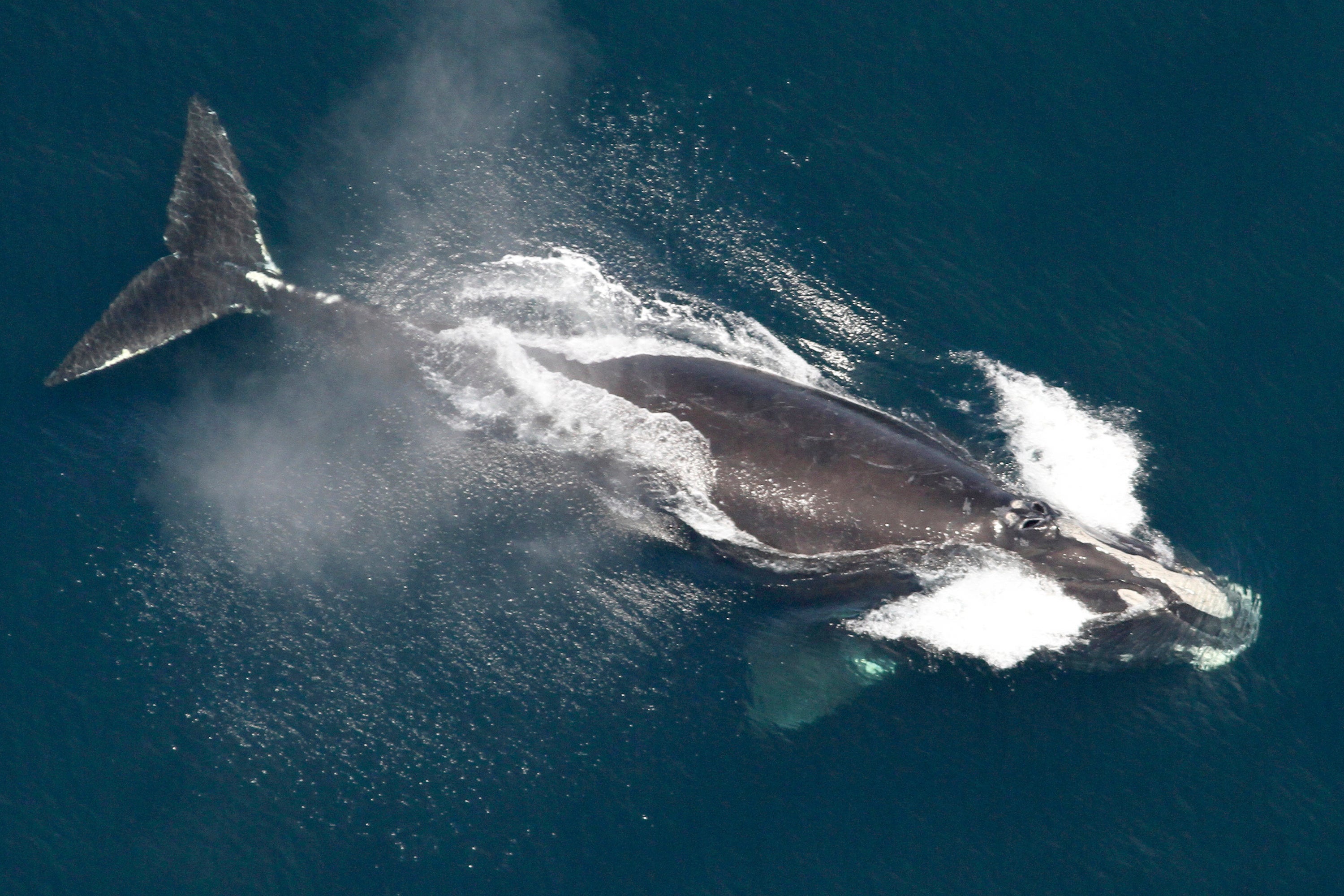 NOAA द्वारे प्रदान केलेला हा फोटो 25 मे 2024 रोजी न्यू इंग्लंडच्या समुद्रात उत्तर अटलांटिक उजवीकडील व्हेल दाखवतो.