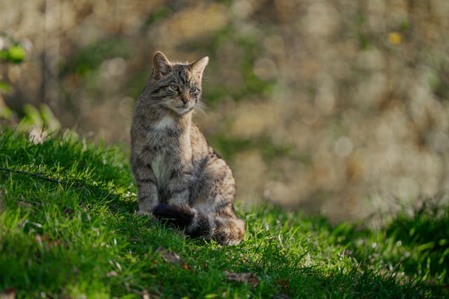<p>Wildcats released into the Highlands have been breeding</p>