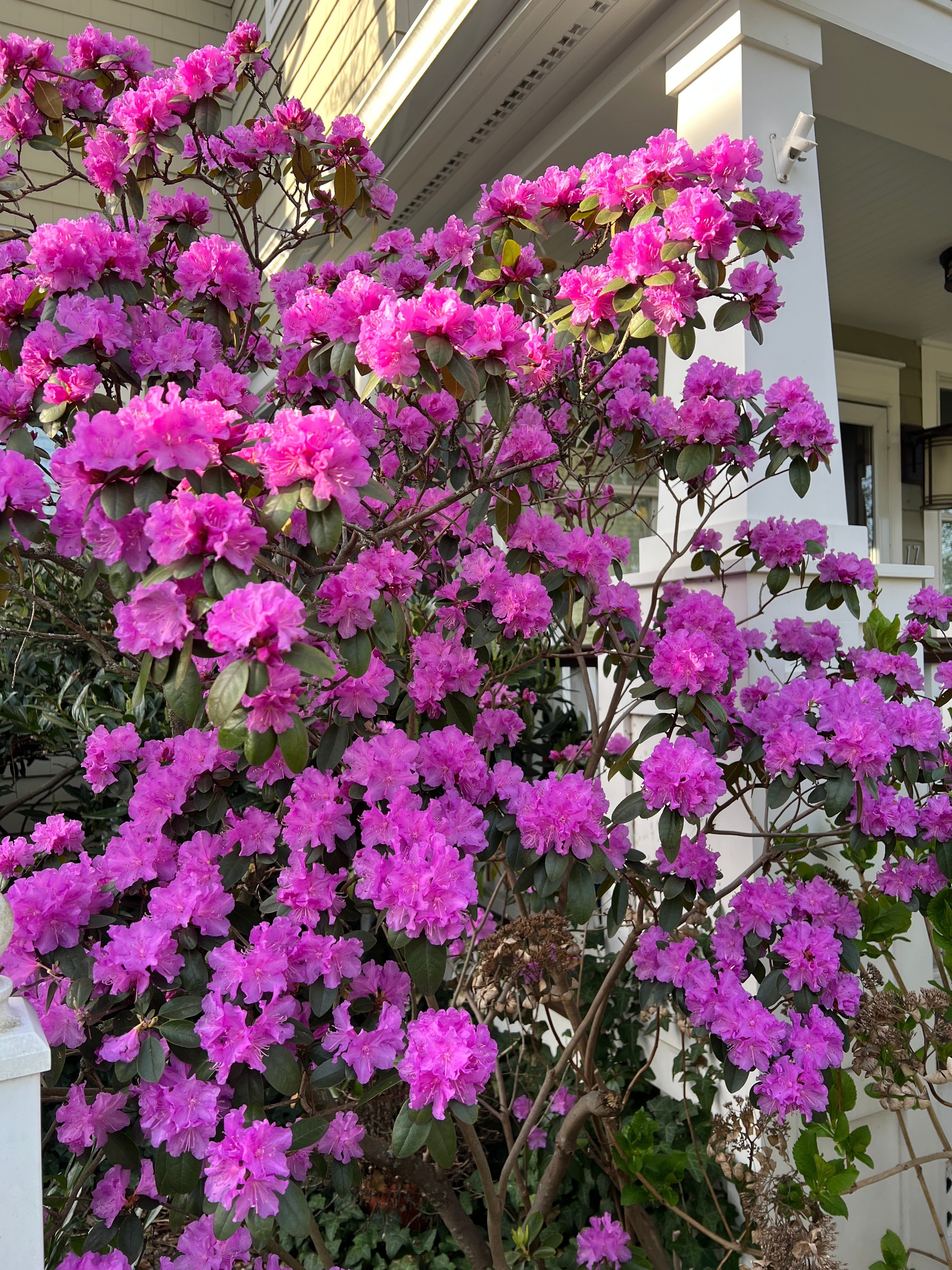 Gardening-Transplanting Shrubs