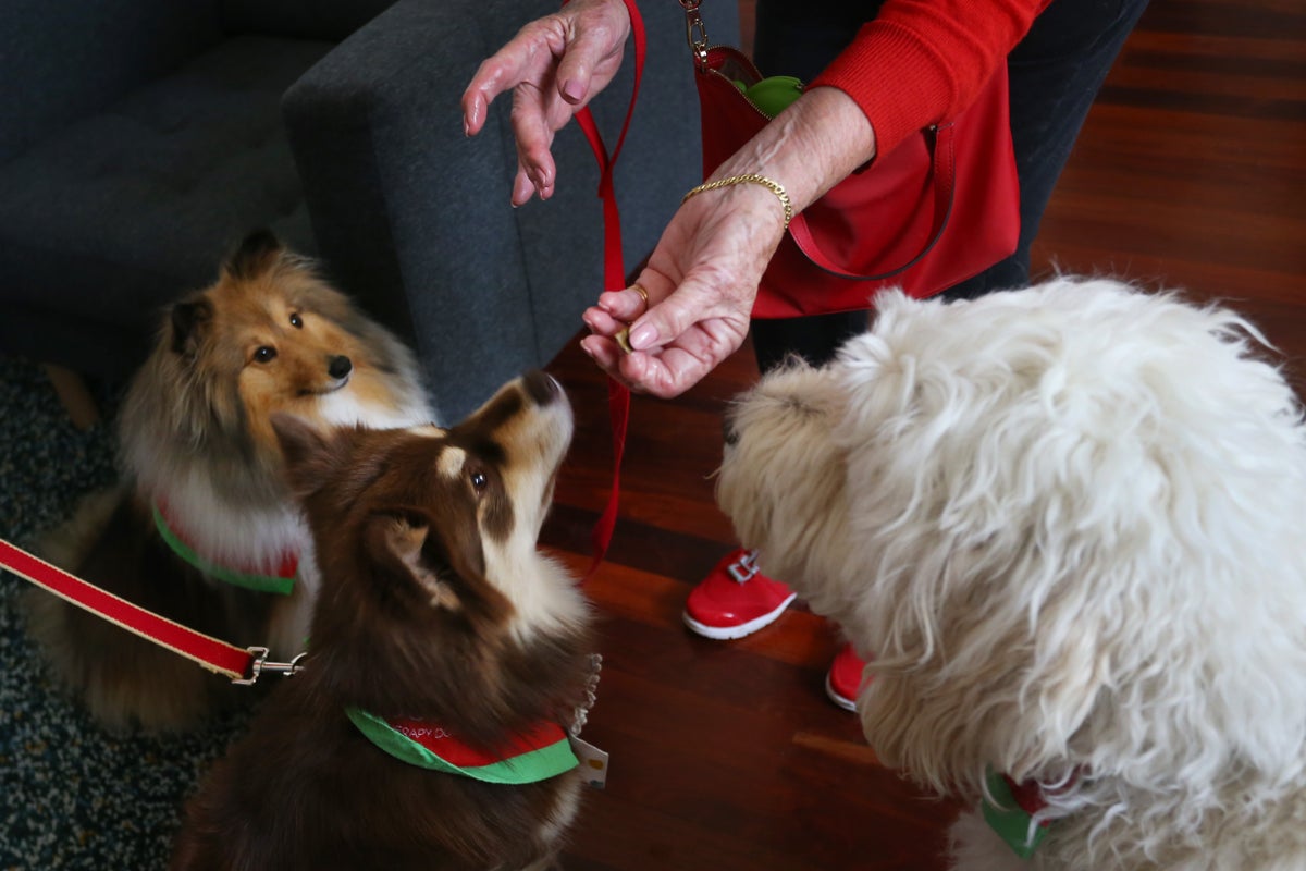 Pet owners beware: Dog and cat food recalled over potential health risks