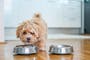 Another brand added to dog and cat food recall list