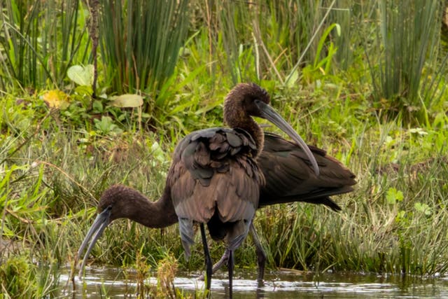 <p>A glossy ibis at RSPB Baron's Haugh Nature Reserve in North Lanarkshire, Scotland. </p>