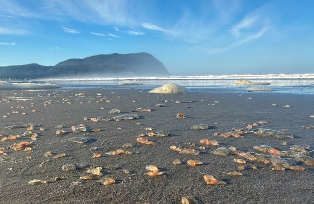 <p>This photo provided by Seaside Aquarium shows skin breathing sea cucumbers sitting on a beach in Seaside, Ore., on Tuesday, Oct. 21, 2025. (Tiffany Boothe/Seaside Aquarium via AP)</p>