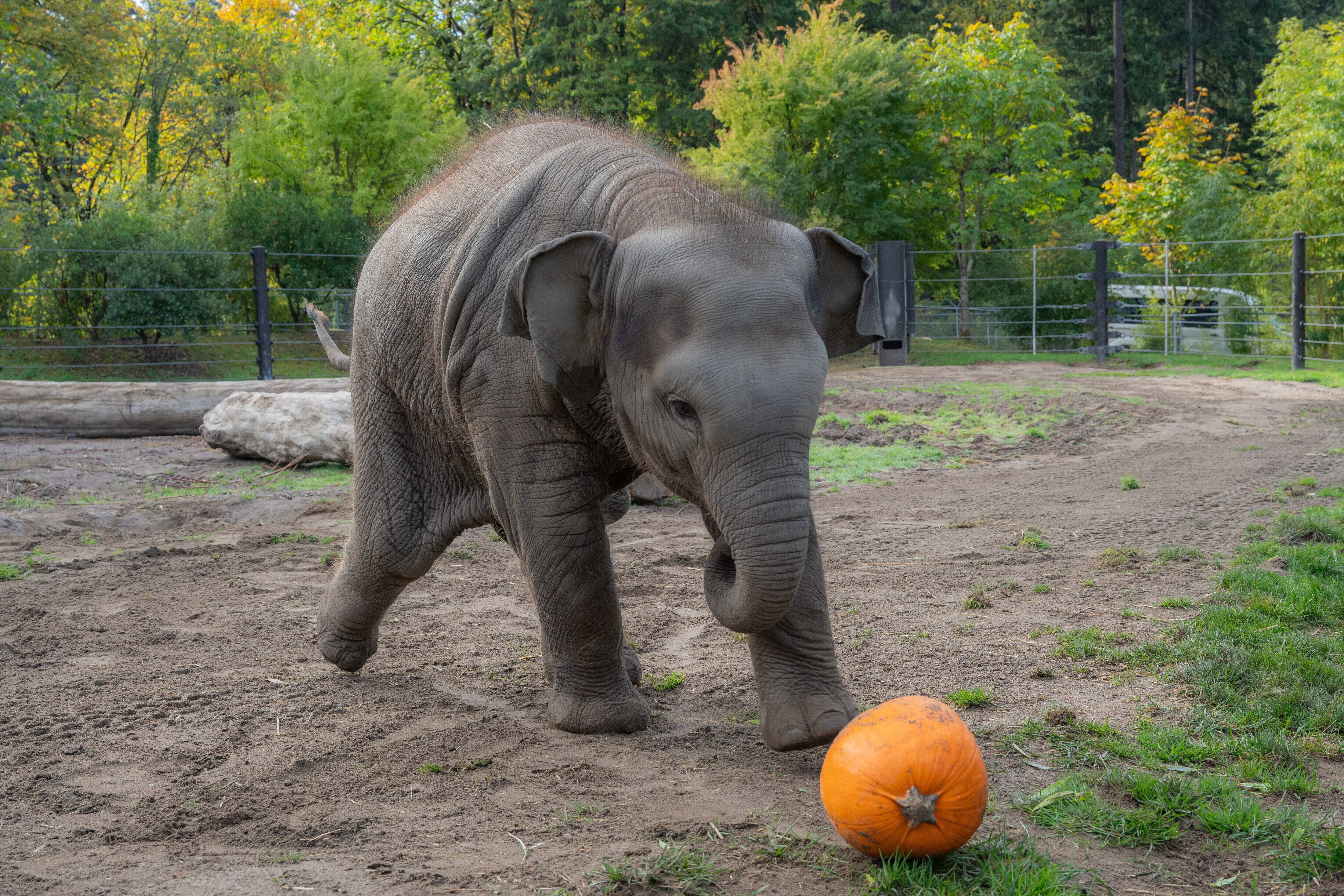 ZOO-ELEFANTE-CALABAZA