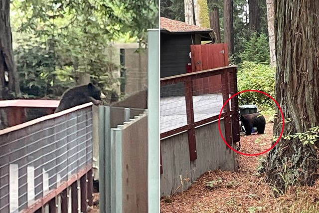 <p>Un oso negro americano salvaje entró en el zoológico Sequoia Park, en California, EE. UU., la semana pasada, y saludó a los tres osos negros residentes</p>