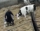 RSPCA slams violent attacks on cows at Cathedral City cheese farms