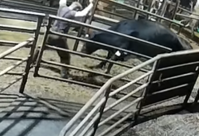 <p>Cows were hit, the footage shows</p>