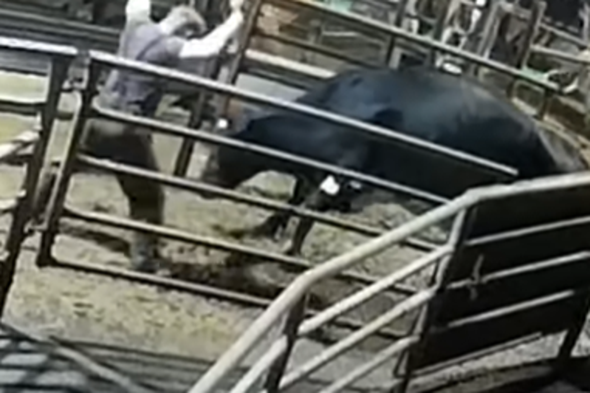 Secret footage reveals alleged animal abuse at popular cheese brand supplier