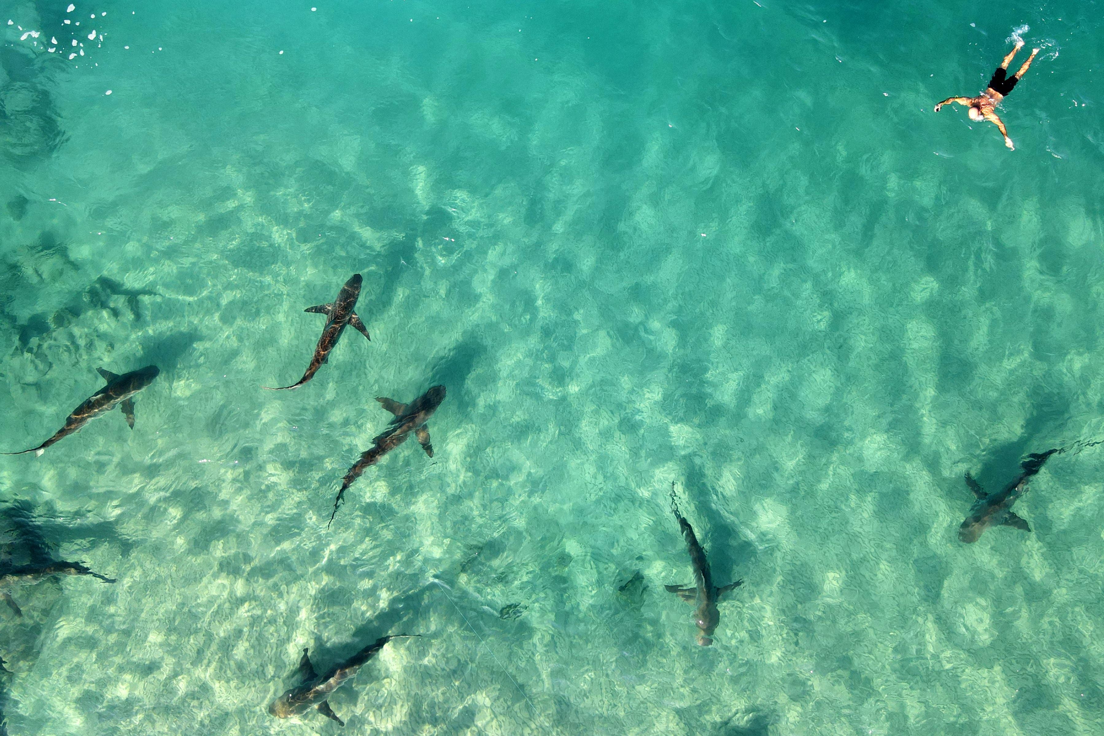 A free-diver swims next to Sandbar sharks in the Mediterranean sea near the northern Israeli coastal city of Hadera. Dozens of Sandbar and Dusky sharks gathered off the coast of northern Israel, where the waters of the Mediterranean are warmer due to the impact of the Orot Rabin power plant