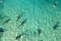 Sharks from species once thought harmless kill and eat snorkeler