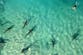 Sharks from species once thought harmless kill and eat snorkeler in feeding frenzy