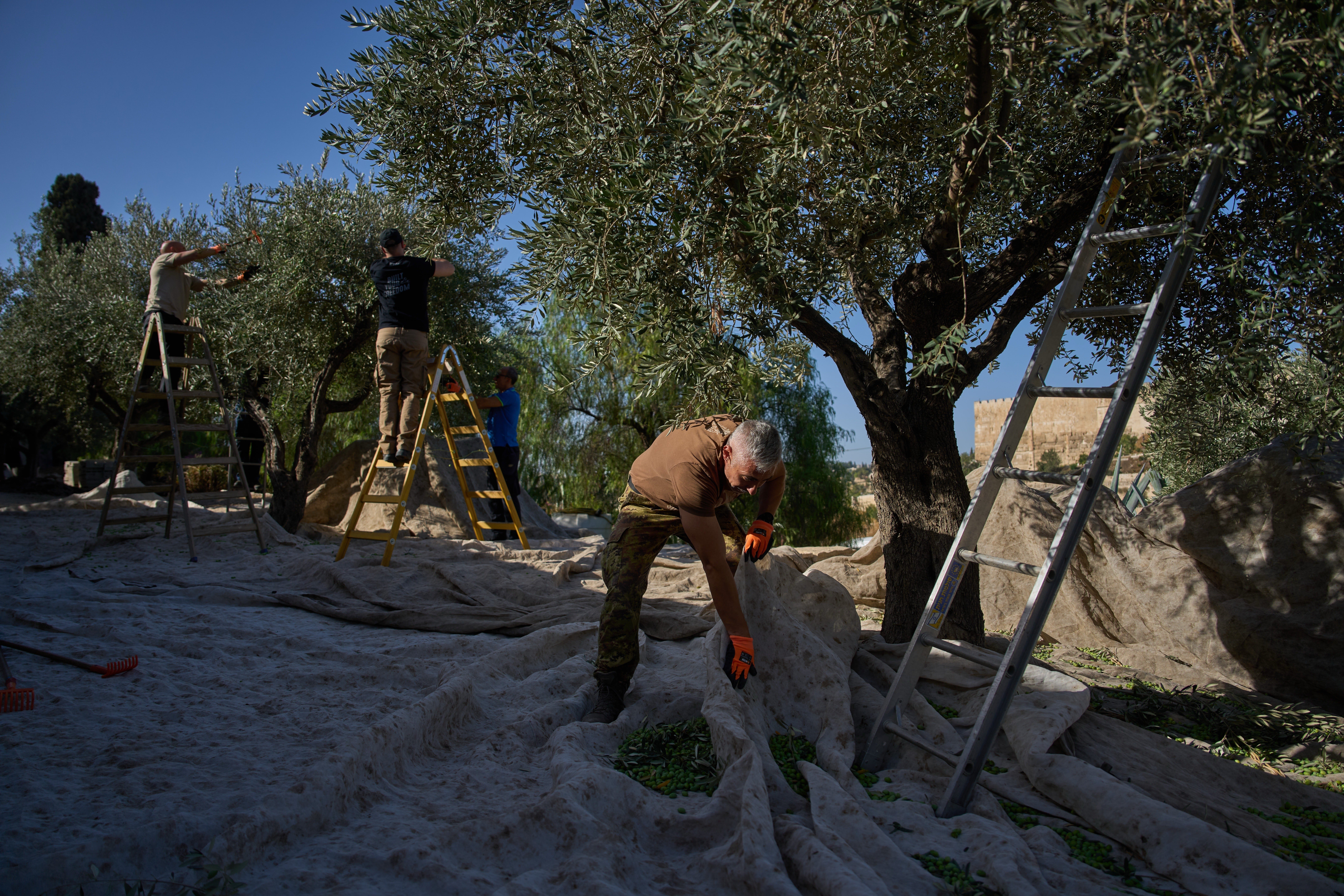 Mount of Olives Harvest