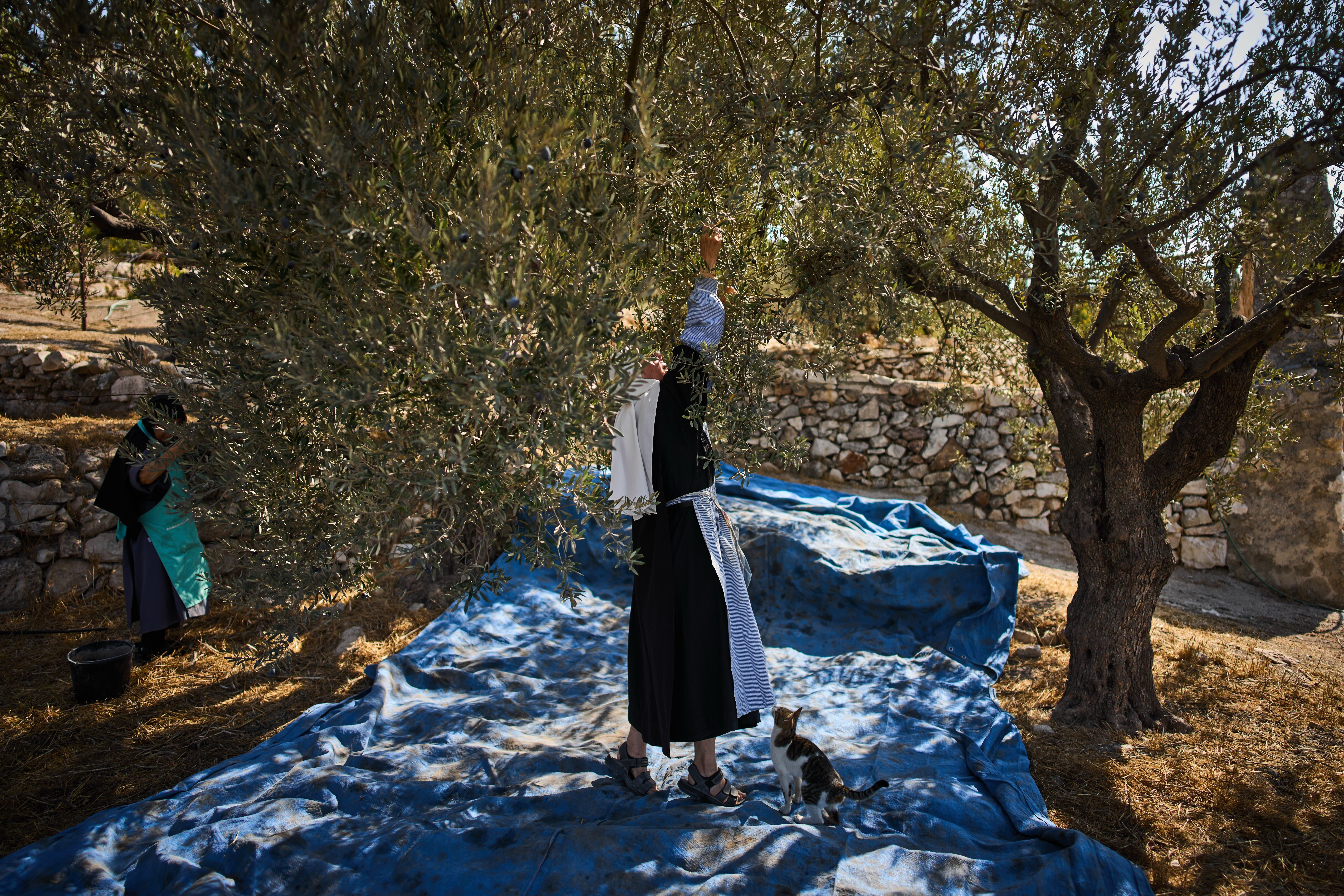 Mount of Olives Harvest Photo Gallery