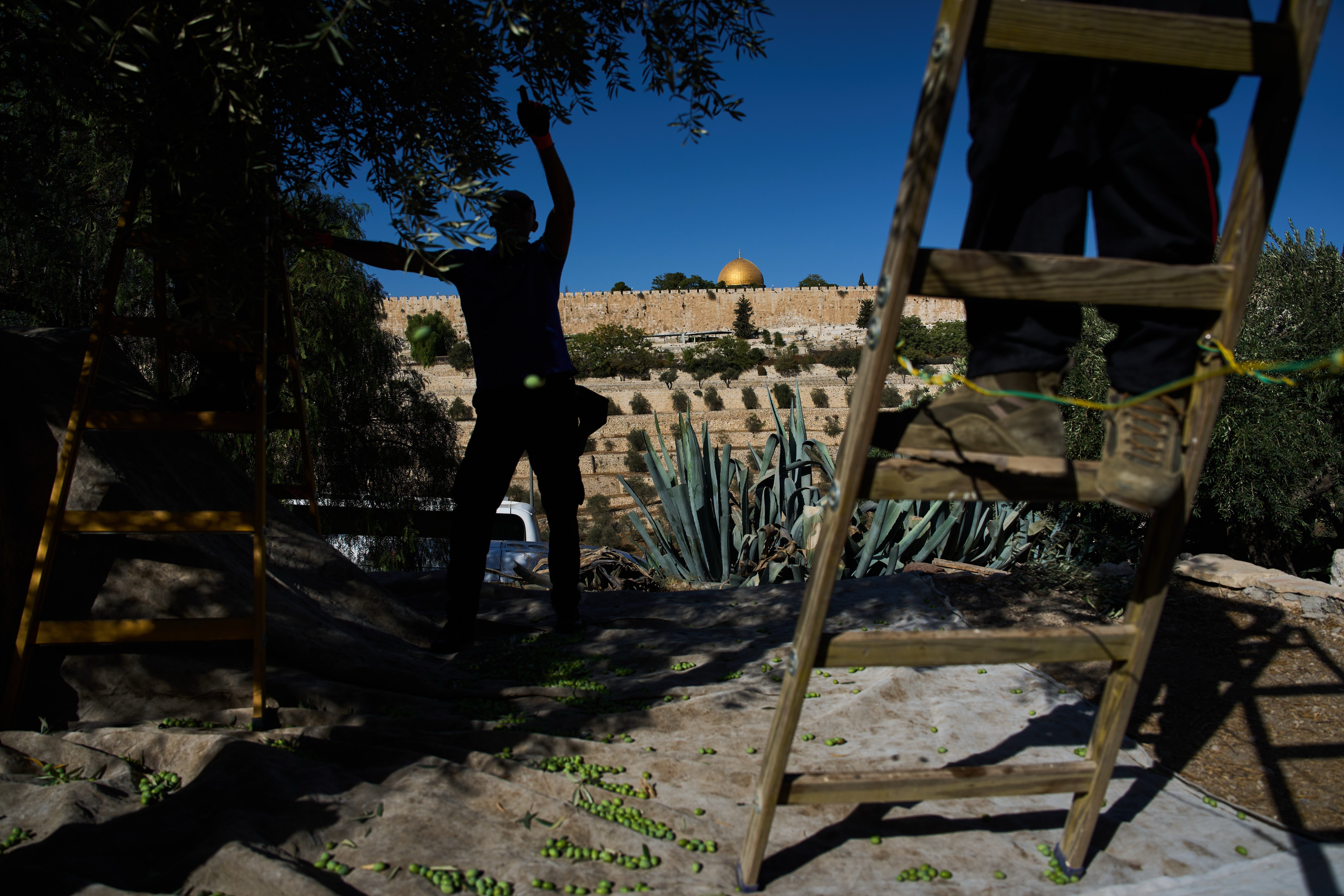 Mount of Olives Harvest Photo Gallery