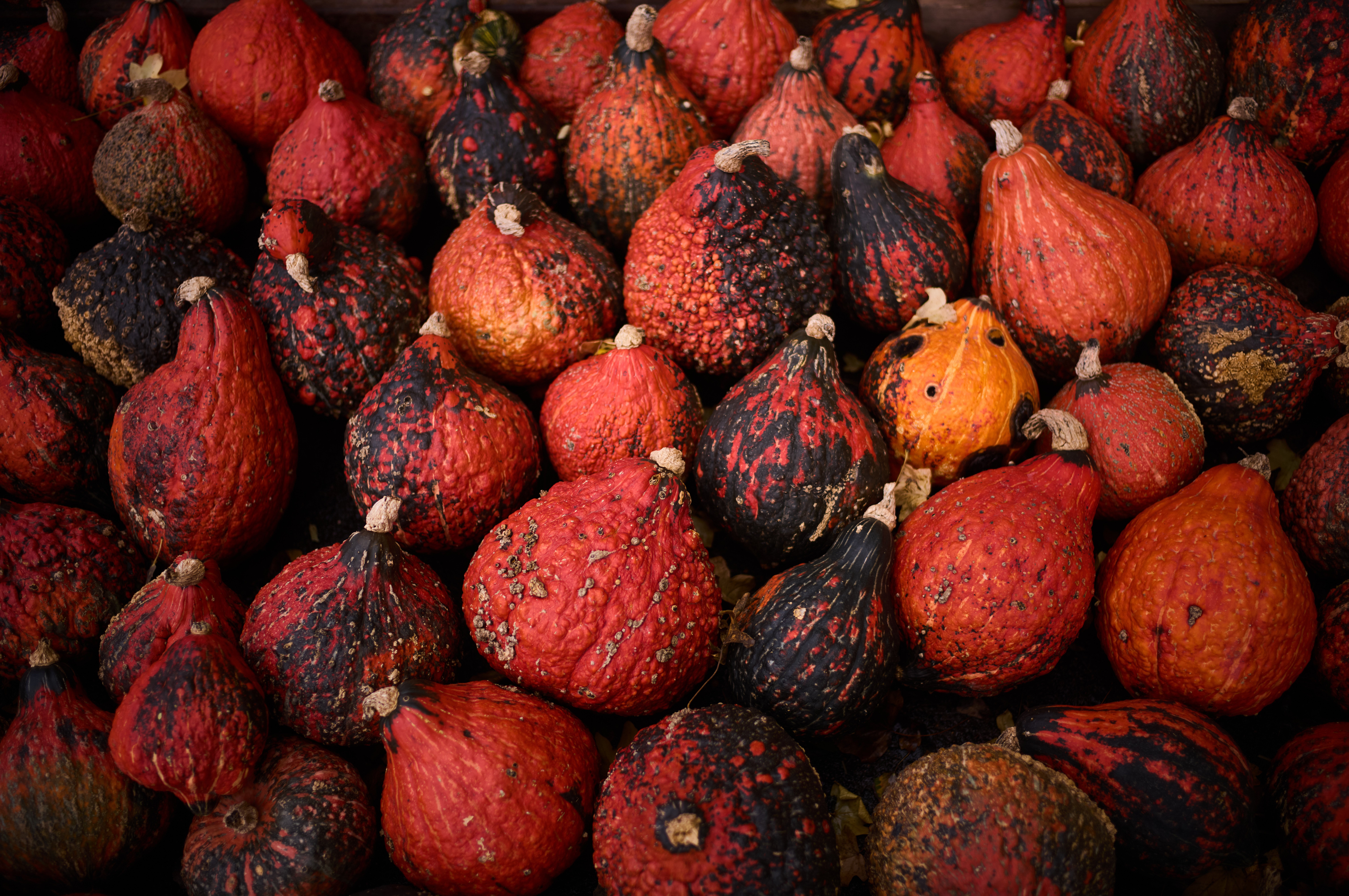 Germany Pumpkin Fest