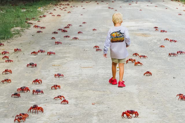 <p>In this image supplied by Parks Australia, a young boy walks amongst red crabs during their annual migration, Oct. 19, 2025 on Christmas Island, Australia</p>