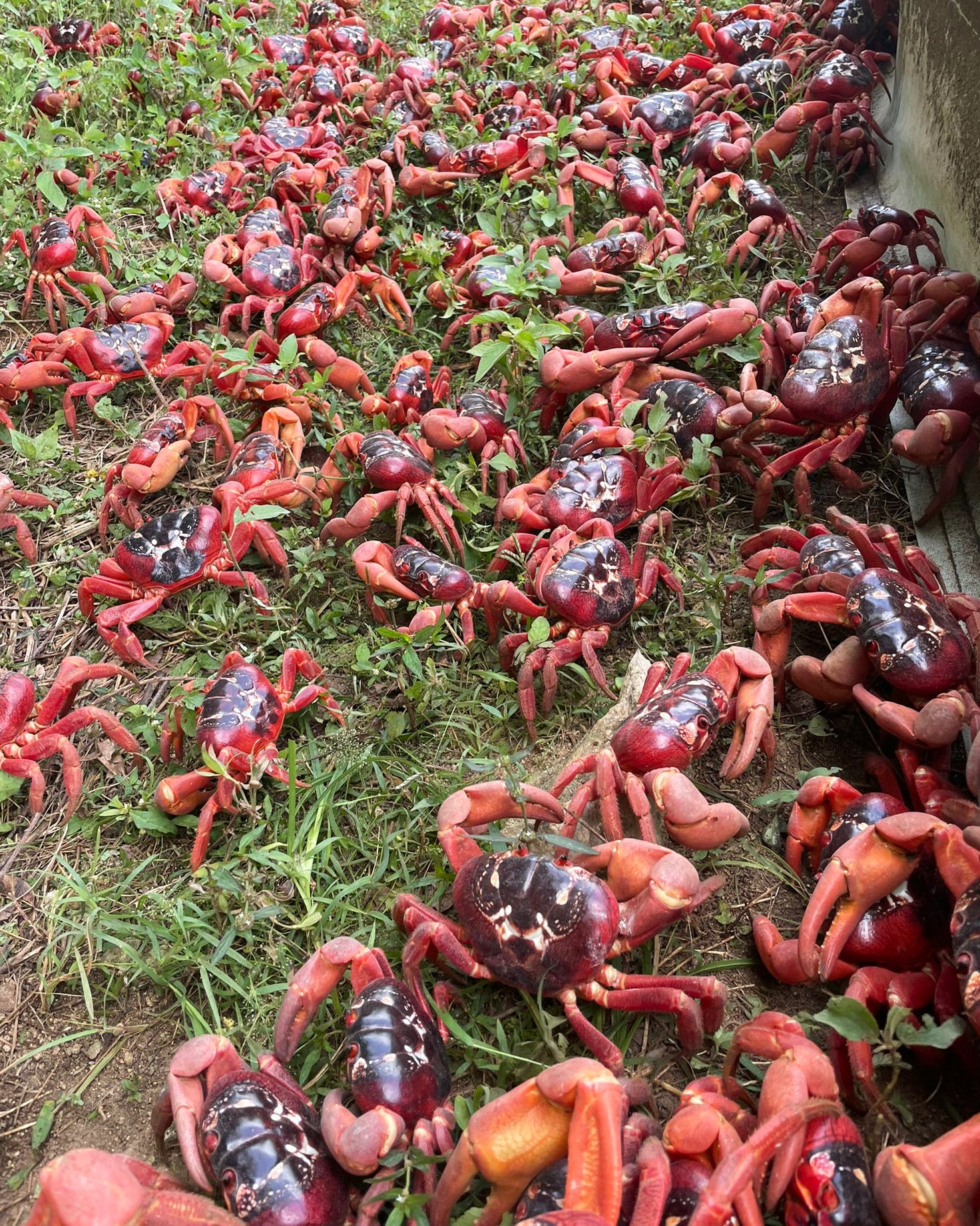 <p>Australia Red Crabs</p>
