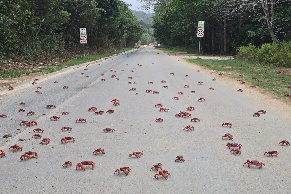 https://static.independent.co.uk/2025/10/23/08/Australia_Red_Crabs_38965.jpg?width=1200&height=800&crop=1200:800