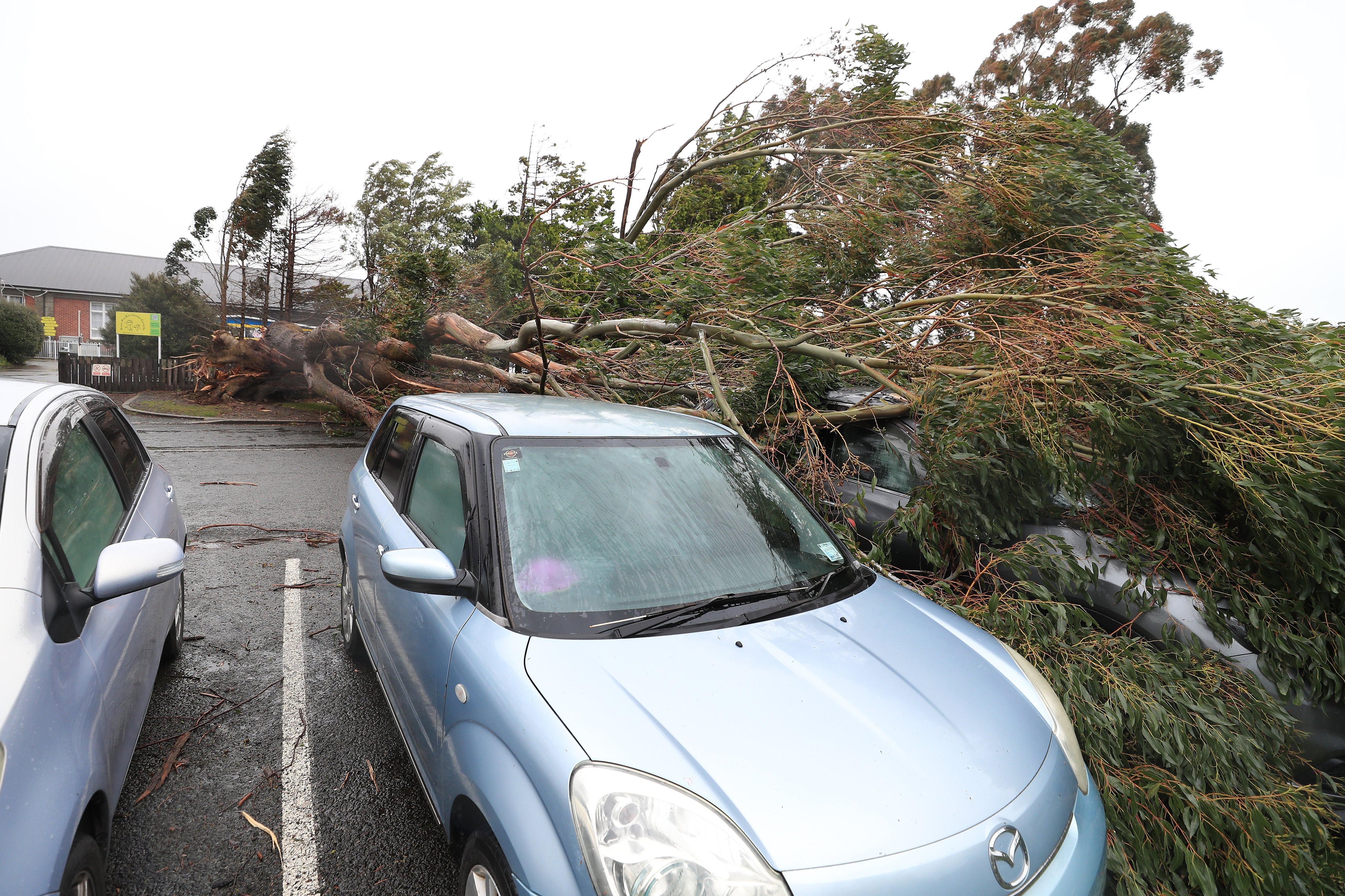 <p>Cars were damaged by a tree that fell during strong winds in Invercargill in the South Island</p>