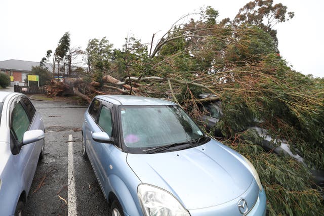 <p>Cars were damaged by a tree that fell during strong winds in Invercargill in the South Island</p>