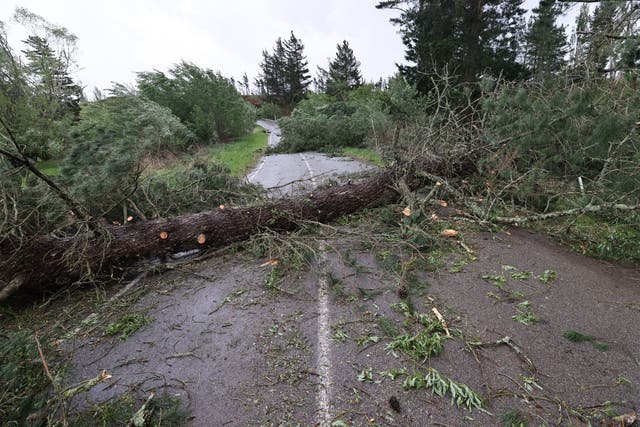 <p>Downed trees in Waiau, New Zealand</p>