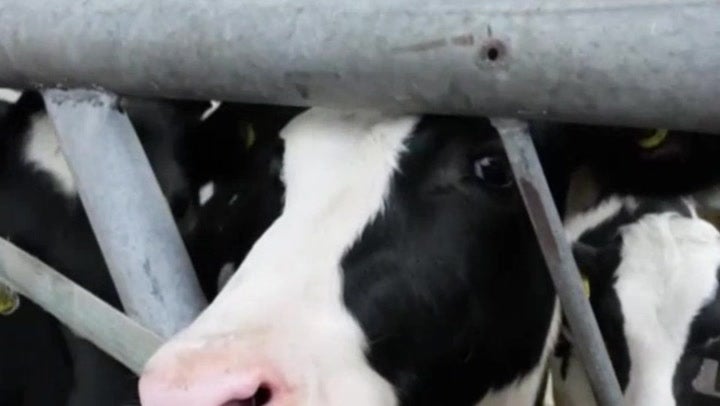 <p>Next generation of cows could cut burp methane by 40% to reduce global warming</p>