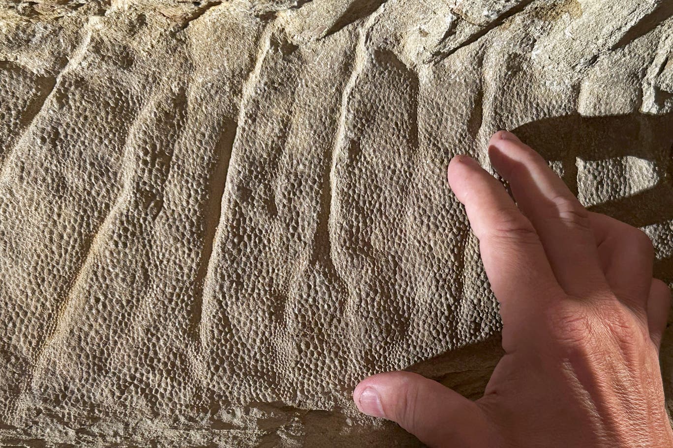 Dinozavrların məhvindən əvvəl sayları azalırdımı? Yeni araşdırma cavab verir