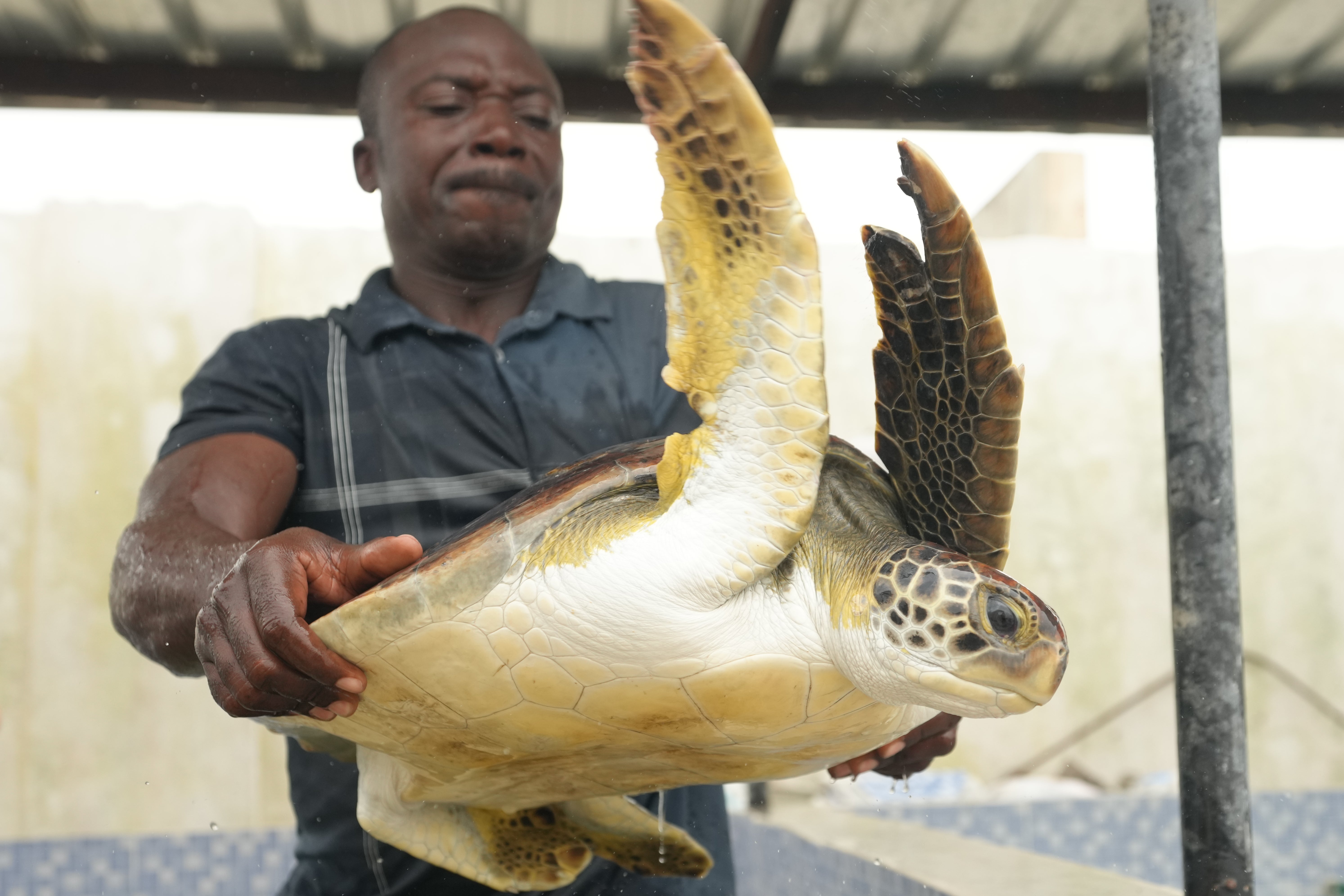 Nigeria Sea Turtle Released