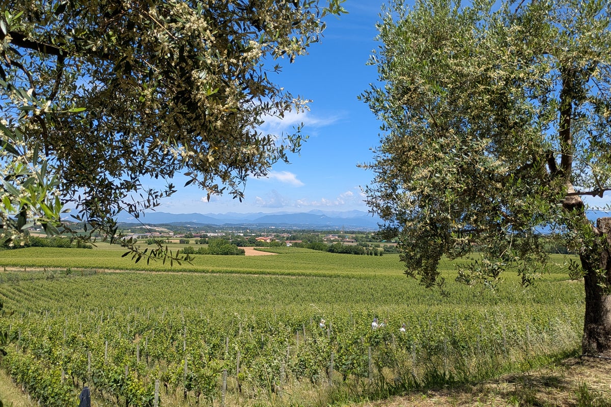 Why you should venture beyond Lake Garda to the little-known vineyards of Lugana for an Italian wine holiday