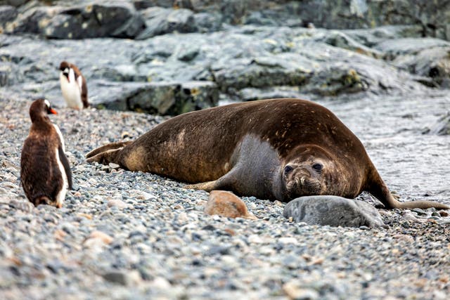 <p>An elephant seals resting on a snowy shore in Antarctica - where hundreds have been found dead amid fears of bird flu spreading.</p>