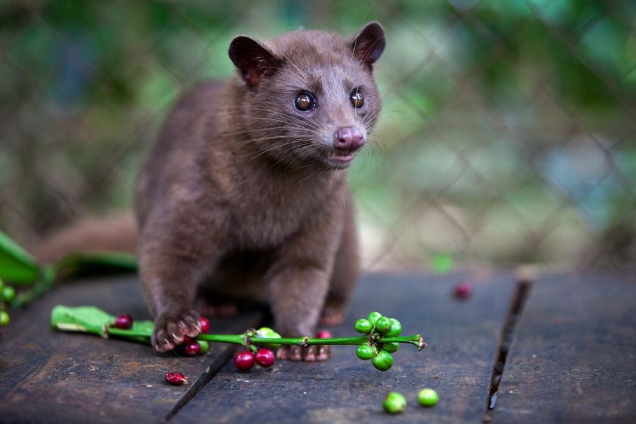 Civet coffee’s unique flavor comes from chemical changes in beans during digestion by Asian palm civets