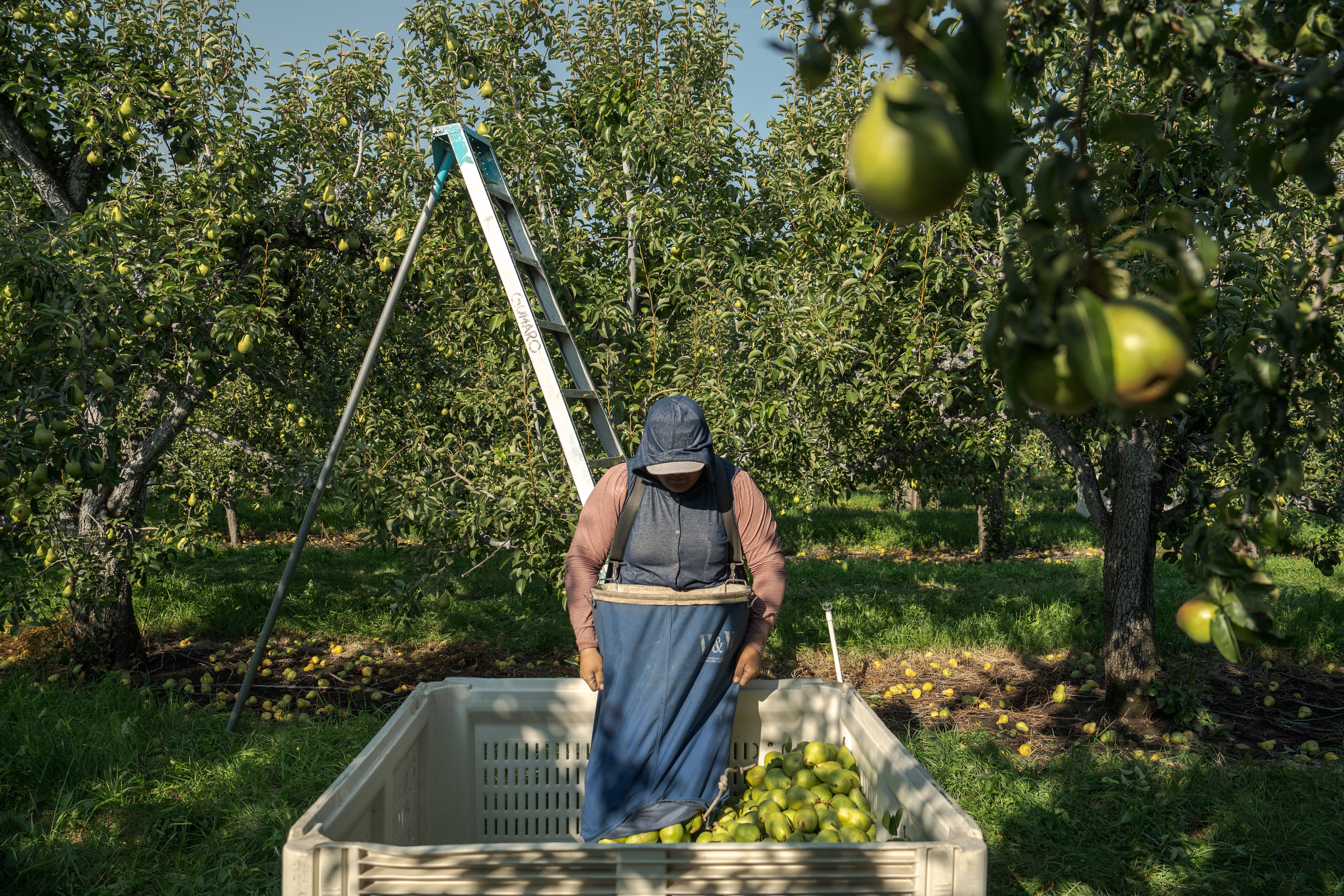 EEUU-CALOR-EMBARAZO-TRABAJADORAS AGRÍCOLAS