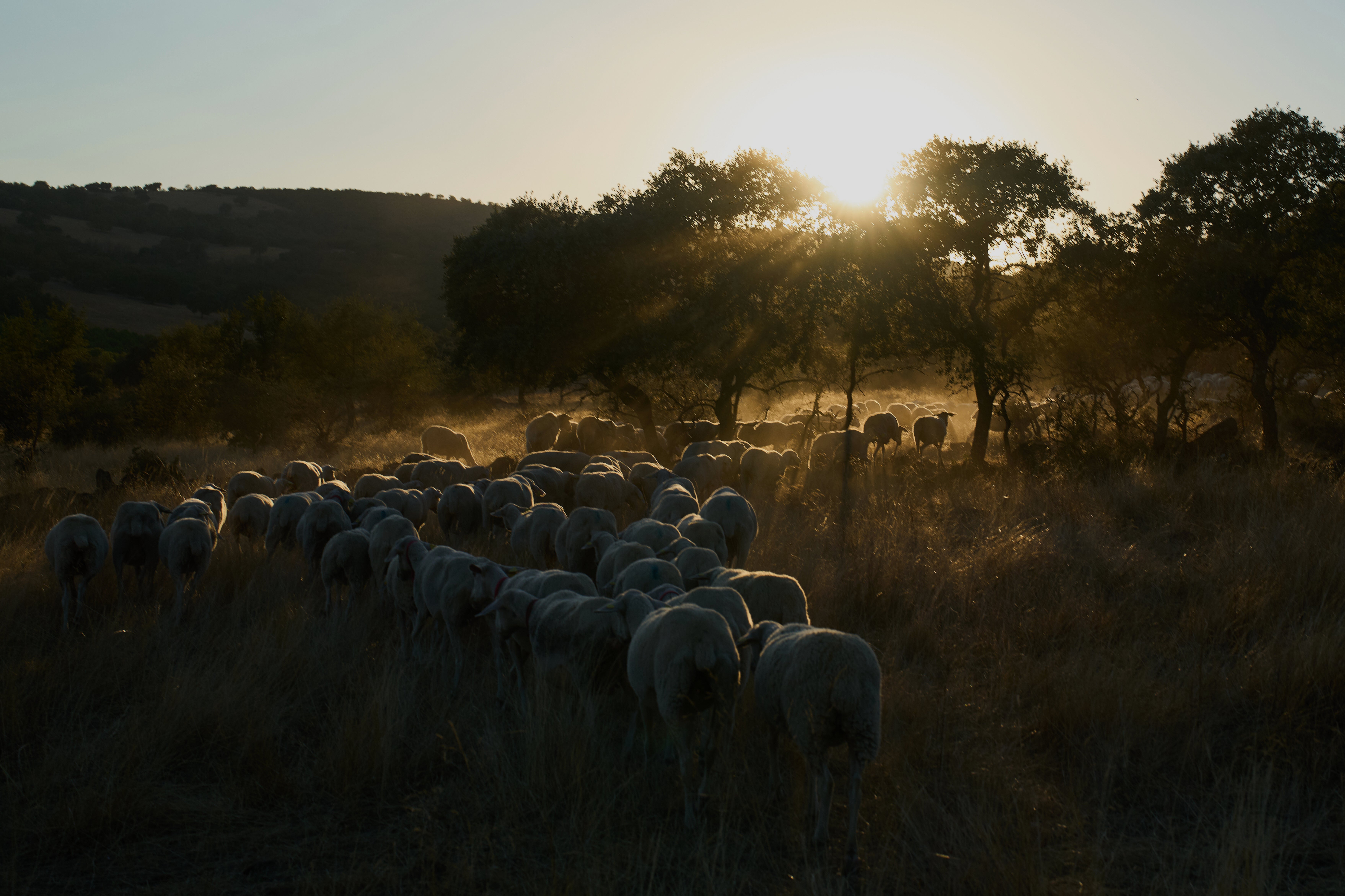Spain Migrant Shepherds