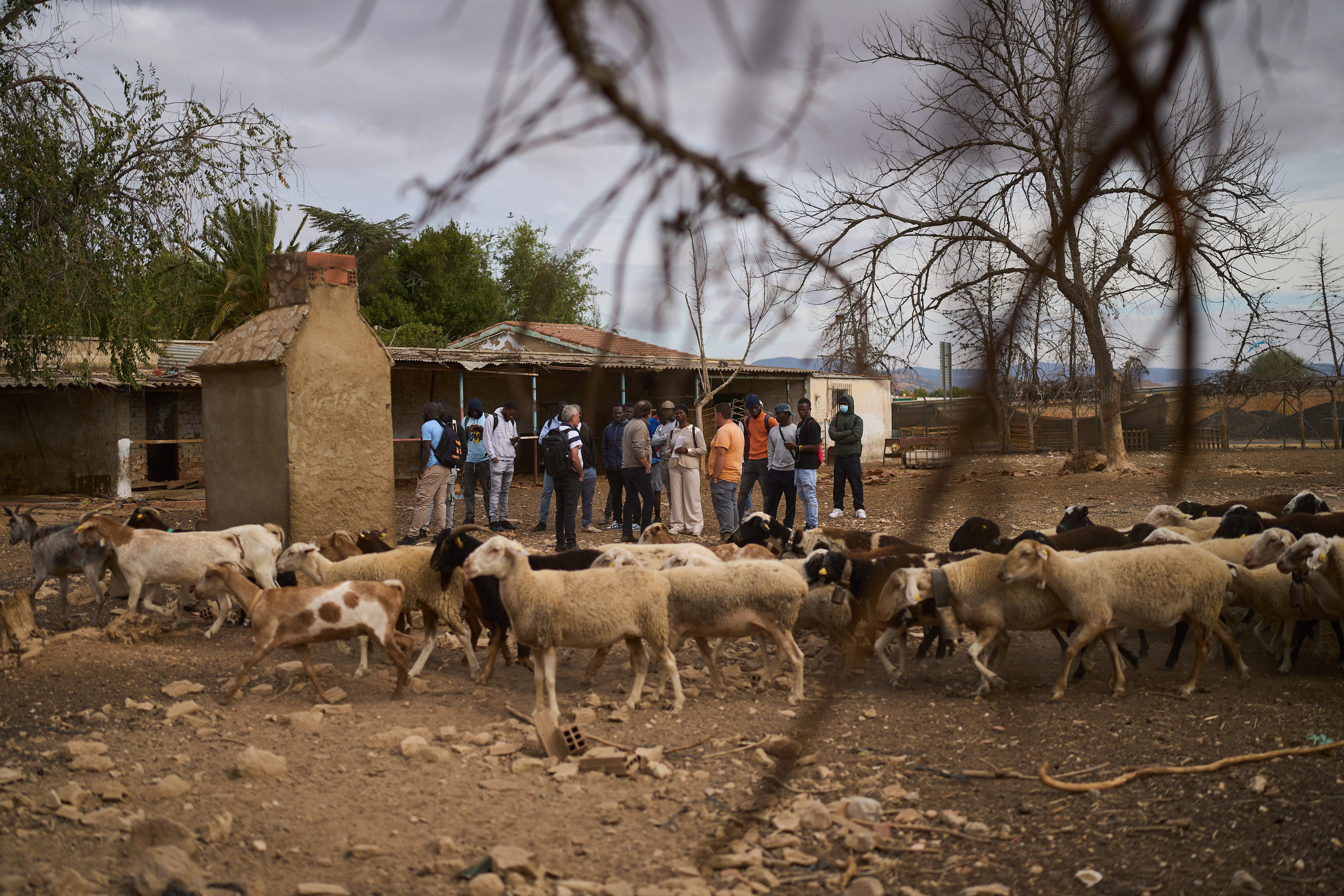 Spain Migrant Shepherds