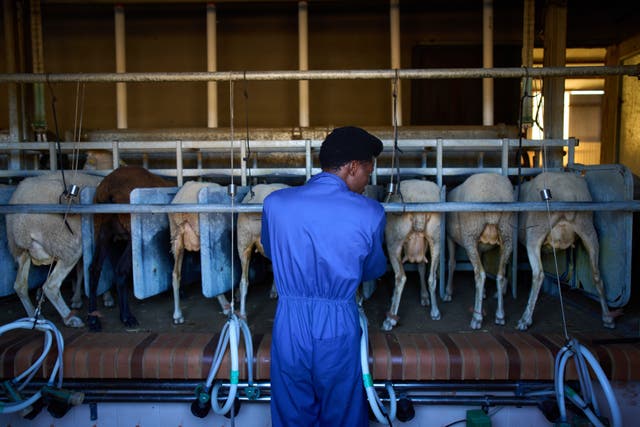 Spain Migrant Shepherds