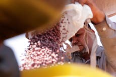 Brazilian farmers beef up soybean production as China halts business with US during trade fight