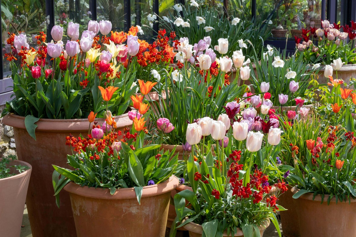 Ideas for glorious tulip combinations in pots Ideas for glorious tulip combinations in pots