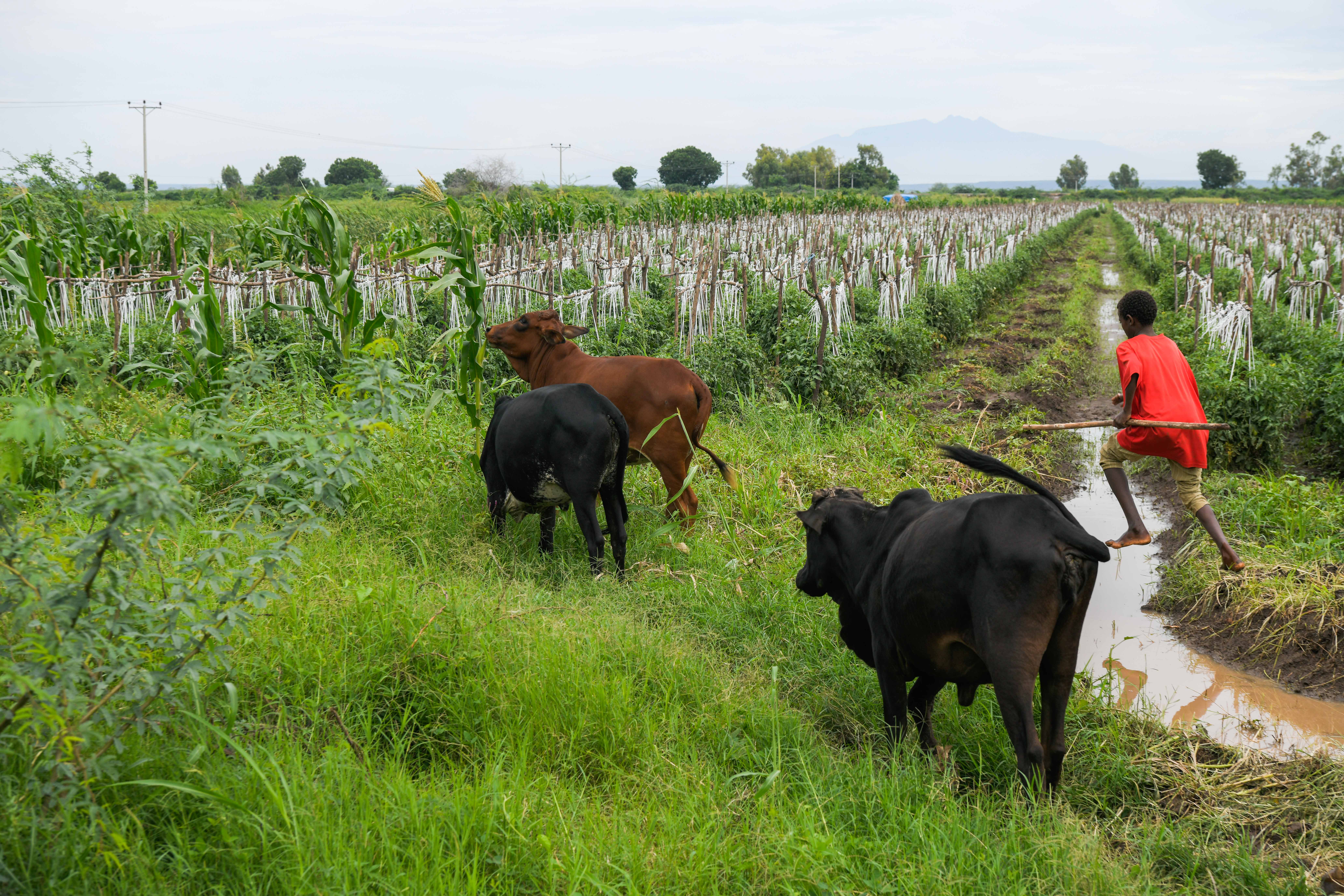 A smallholder farmer in the Afar Region of Ethiopia. The world’s 500 million smallholders are among the most vulnerable people to climate change