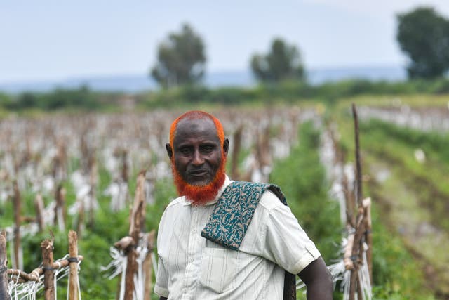 <p>More and more pastoralists in the Amibara district of Ethiopia’s Afar region are beginning to also farm crops, in order to become more resilient to climate shocks</p>